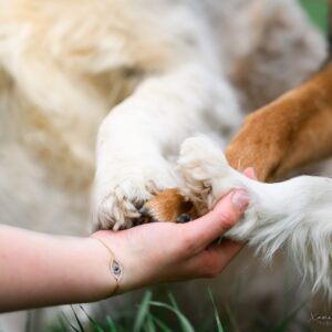 trois-pattes-chiens-hajna