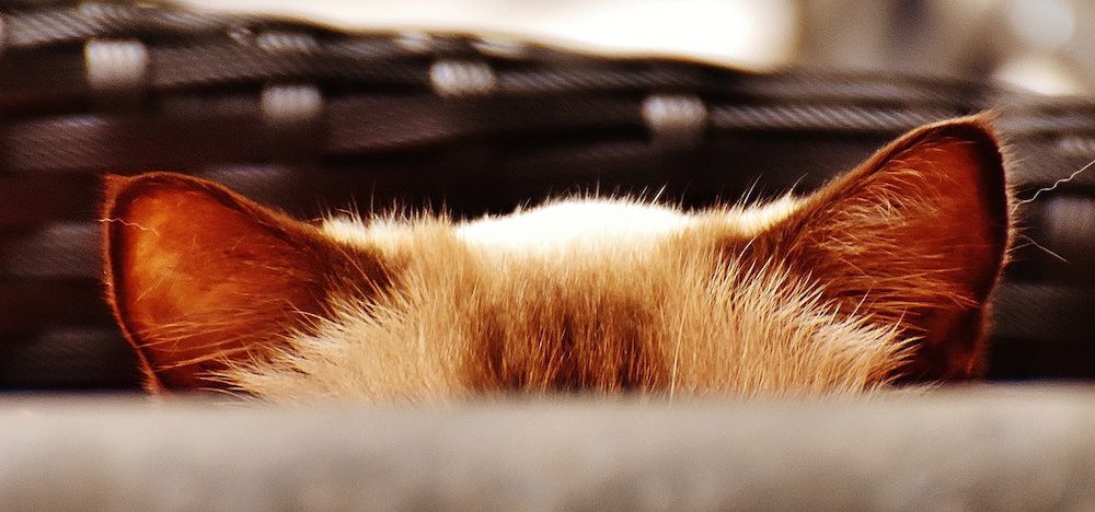 communication animale