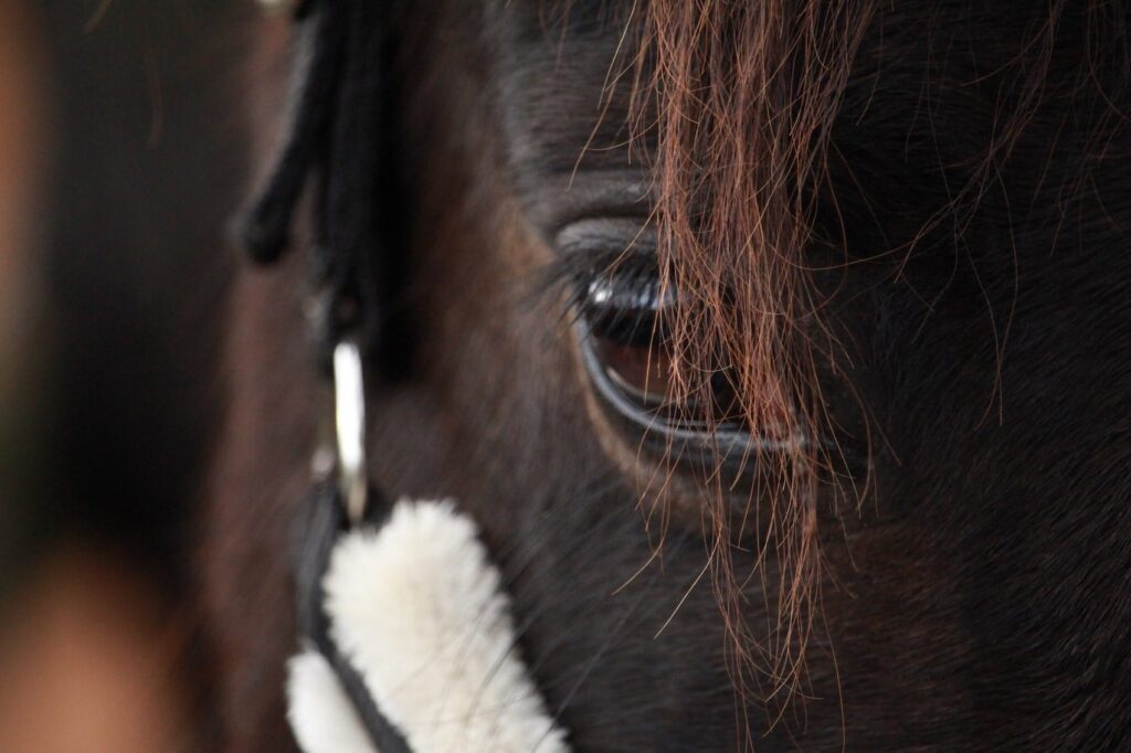 communication animale