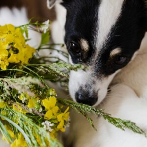 Communication animale, soin énergétique & bilan en naturopathie animale