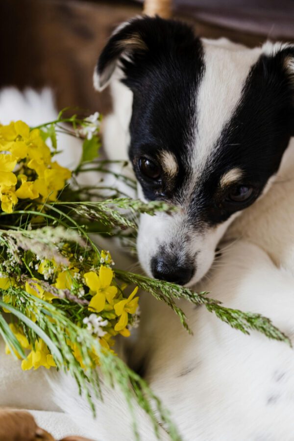 Communication animale, soin énergétique & bilan en naturopathie animale