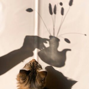 Soin énergétique & bilan en naturopathie animale