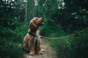 chien reactif hajna