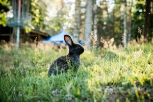 article communication animale et lapin hajna