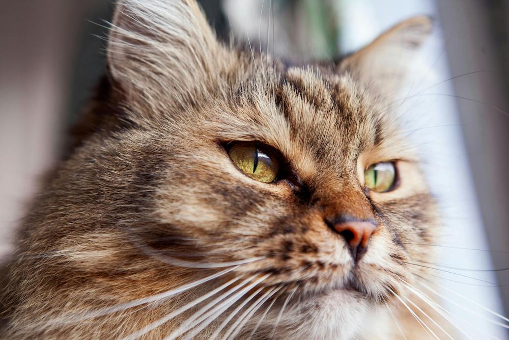 article danger des huiles essentielles chez le chat hajna