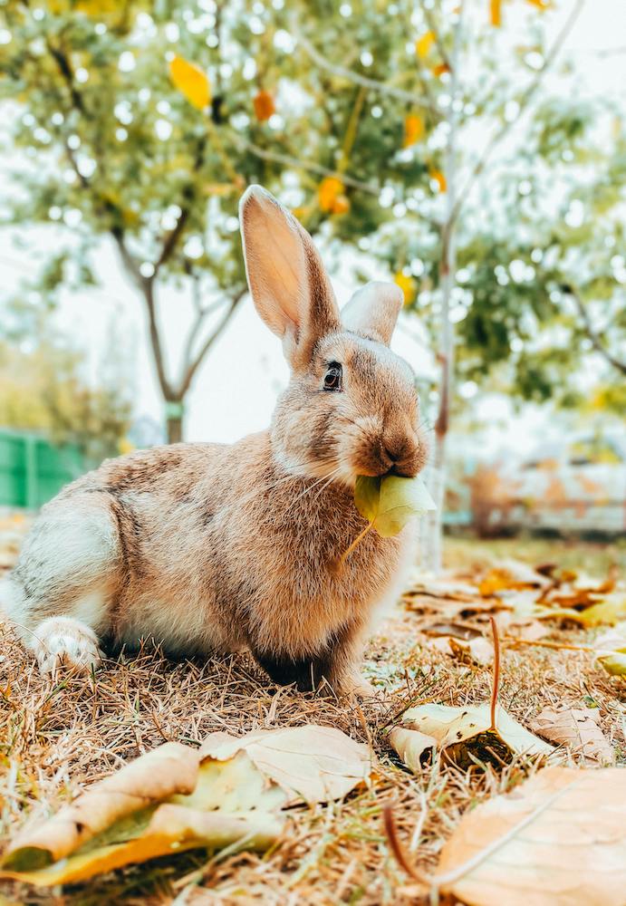 formule naturopathie animale hajna