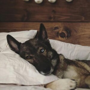 Soin énergétique Fatigue & Abattement 28.03.26