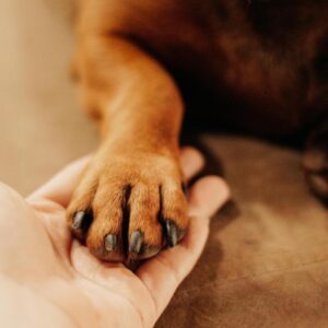 soin-collectif-harmonie-hajna